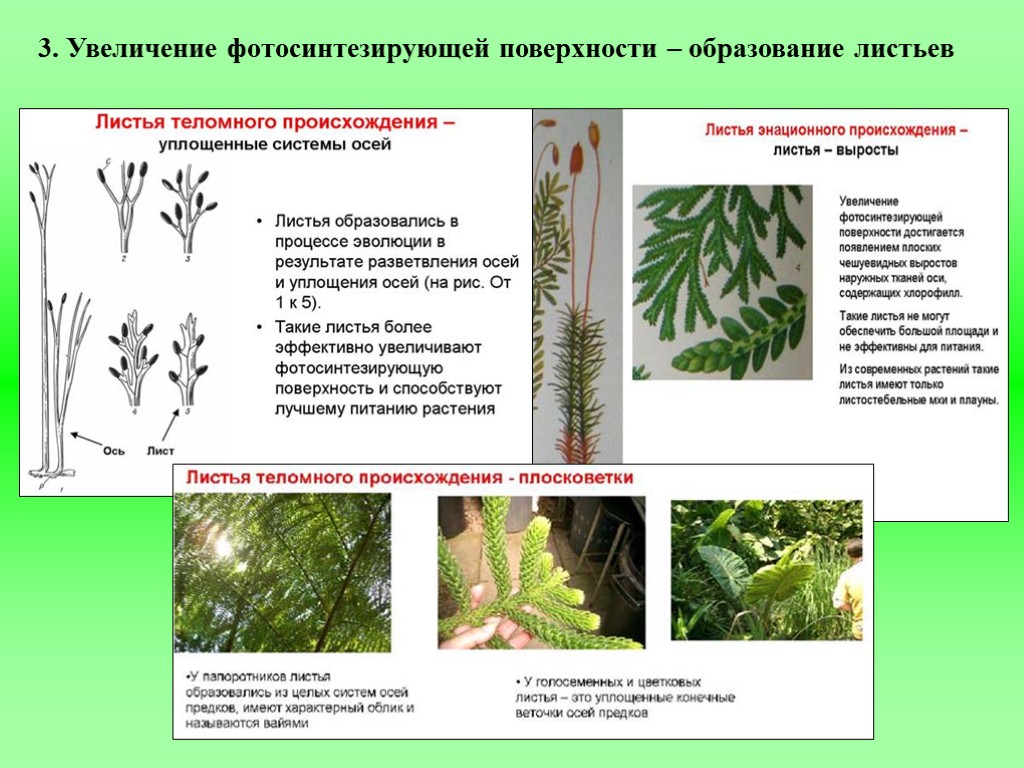 3. Увеличение фотосинтезирующей поверхности – образование листьев